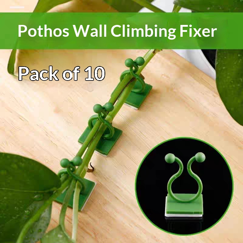 Самоклеящиеся крепления для ра – обзор и цена Vine Climbing Plastic