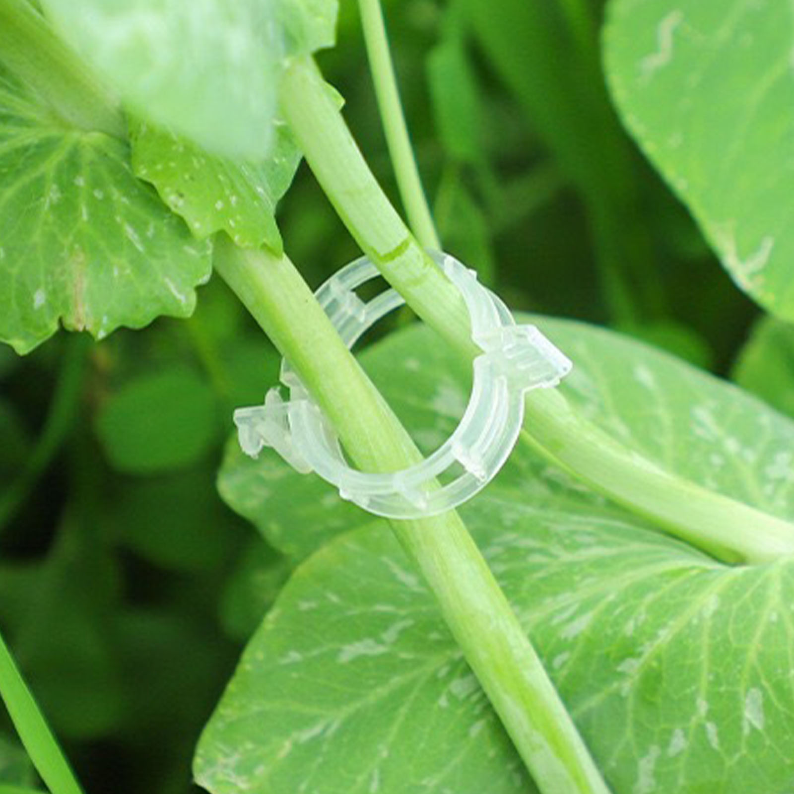 Пластиковые зажимы для растени – обзор и цена Vine Climbing Plastic